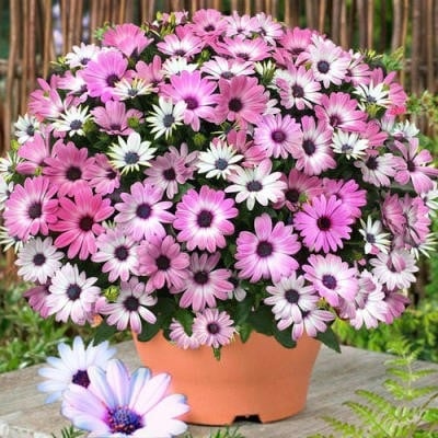 Popular Groundcover-Daisy Seeds