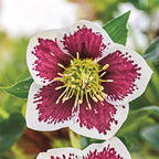 Honeymoon Hellebore Collection