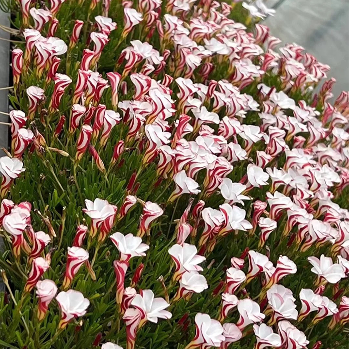 Oxalis Versicolor (Candy Cane Sorrel)