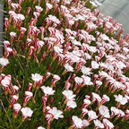 Oxalis Versicolor (Candy Cane Sorrel)