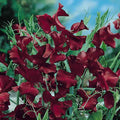 Beau­jolais Sweet Pea Seeds