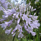 Agapanthus africanus 'Windsor Grey'