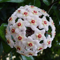 Hoya Carnosa Flower Seeds-Large Hydrangea Clustered with Many Star-shaped Florets