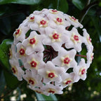 Hoya Carnosa Flower Seeds-Large Hydrangea Clustered with Many Star-shaped Florets