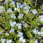 💐Emei scutellaria