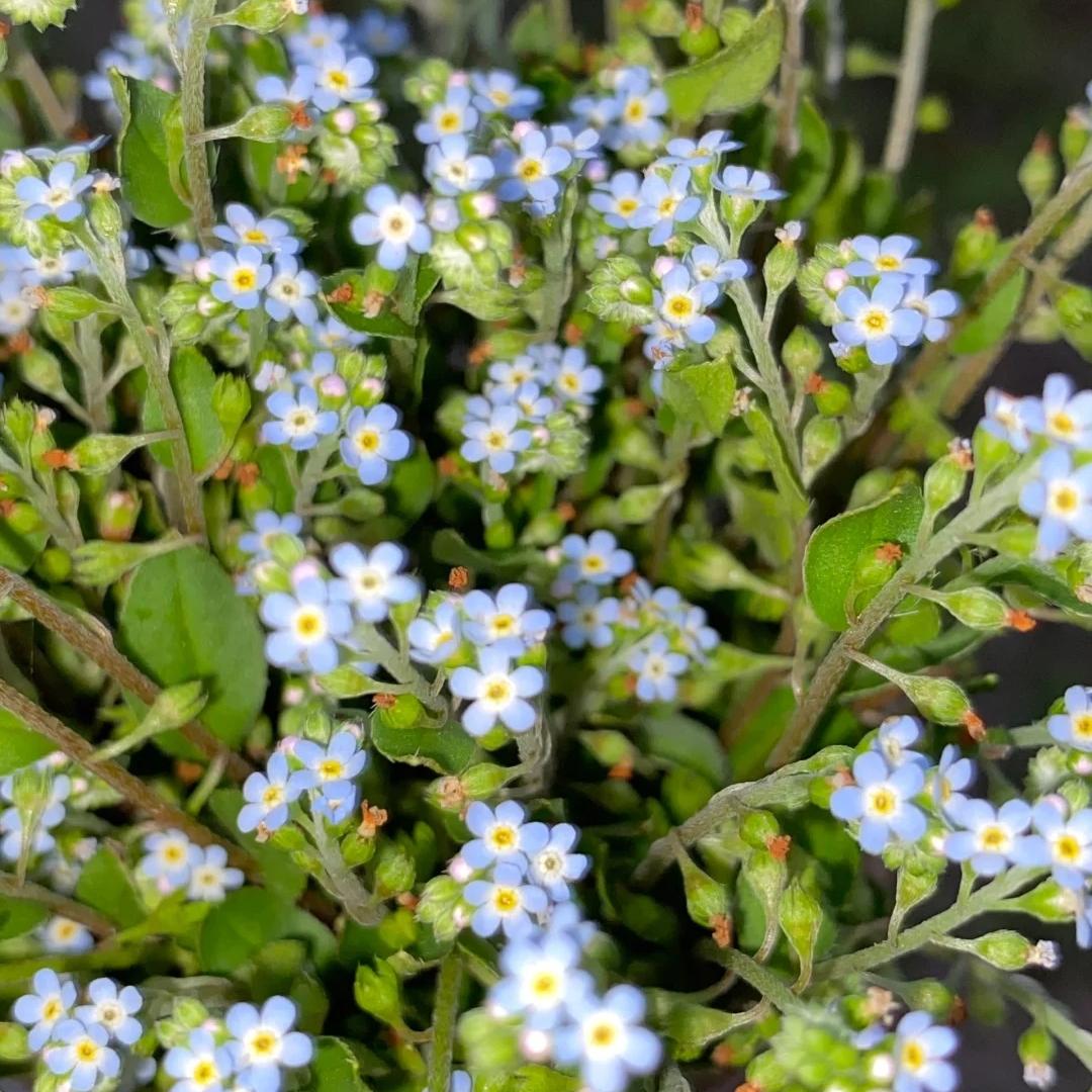 💐Emei scutellaria