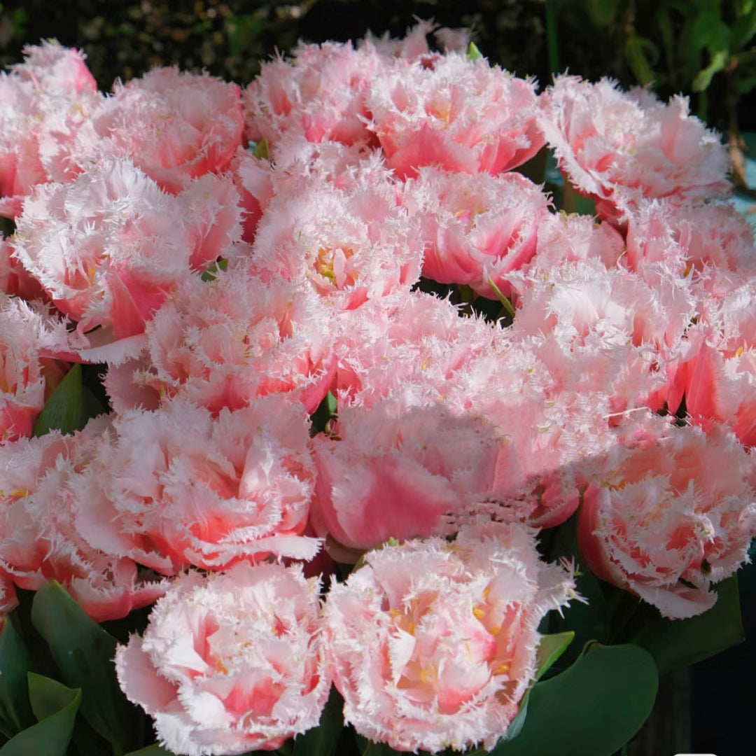 Bonsai Rare Color Tulip Seeds