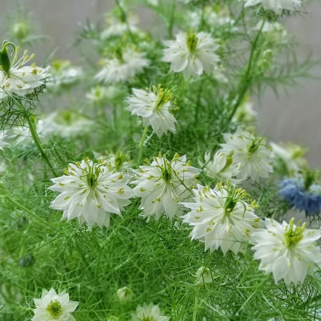 💚Green Nigella