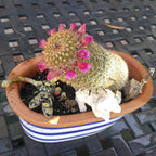 The Mammillaria Matudae Cactus Flower Plant Seeds