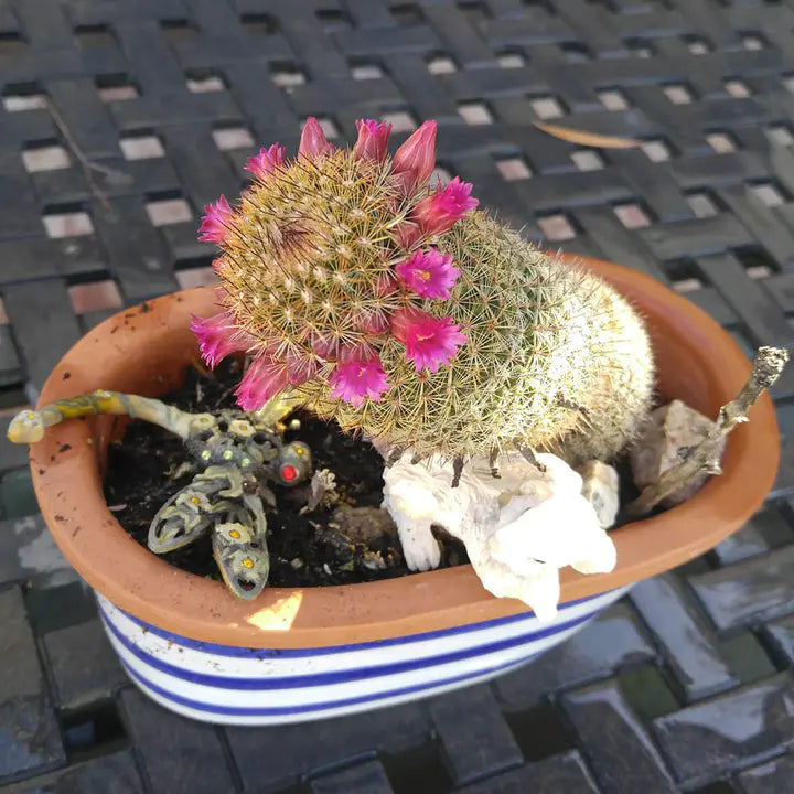 The Mammillaria Matudae Cactus Flower Plant Seeds