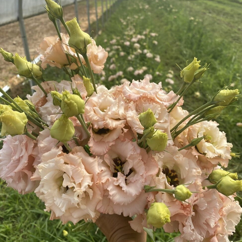Eustoma Russellianum Seeds