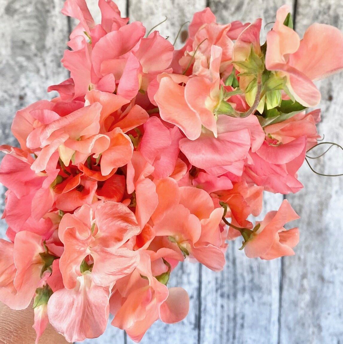 SALMON CREAM SWEET PEA SEED