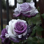 Rare Purple White Rose Flower Seeds