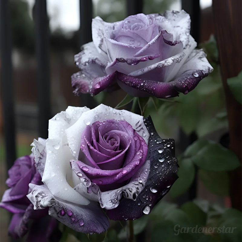 Rare Purple White Rose Flower Seeds