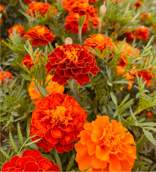 French Marigold Seeds - mixed colors - a great companion for the vegetable garden