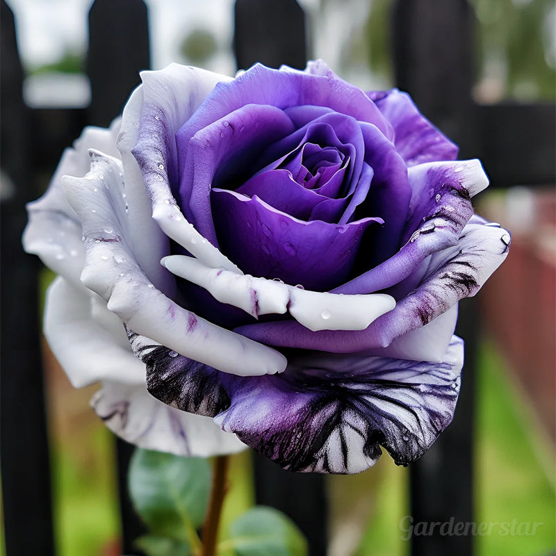 Rare Purple White Rose Flower Seeds
