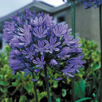 Agapanthus africanus 'Midnight Star'