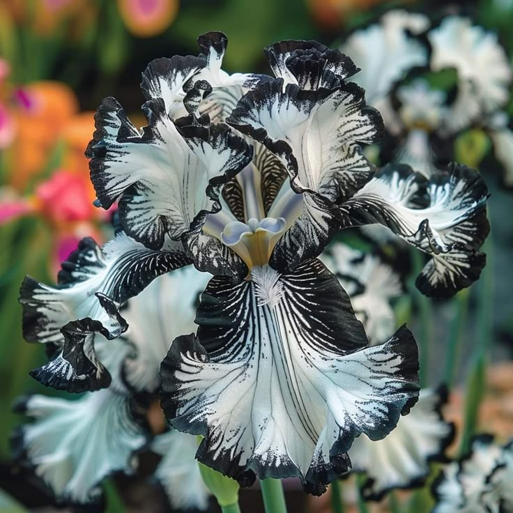 Sapphire Veil-Rare Iris Bulbs⚜️