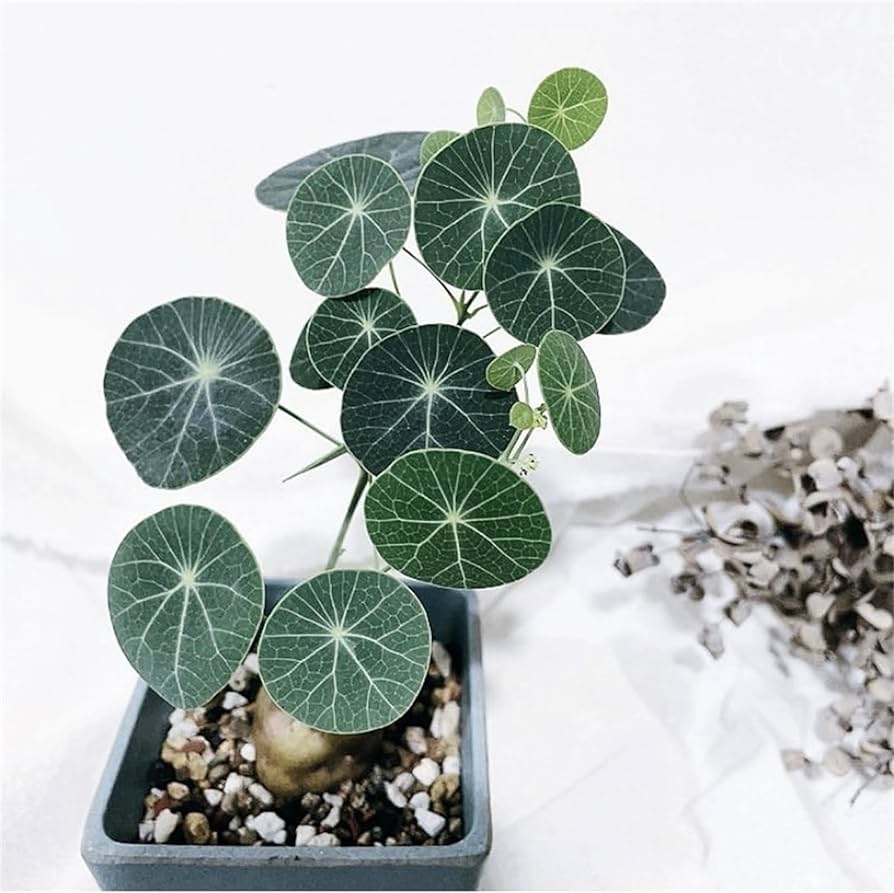 Stephania Erecta Climbing Greenery Seeds