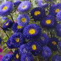 Aster China Matsumoto Blue Flower