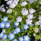 Nemophila-Baby Blue Eyes