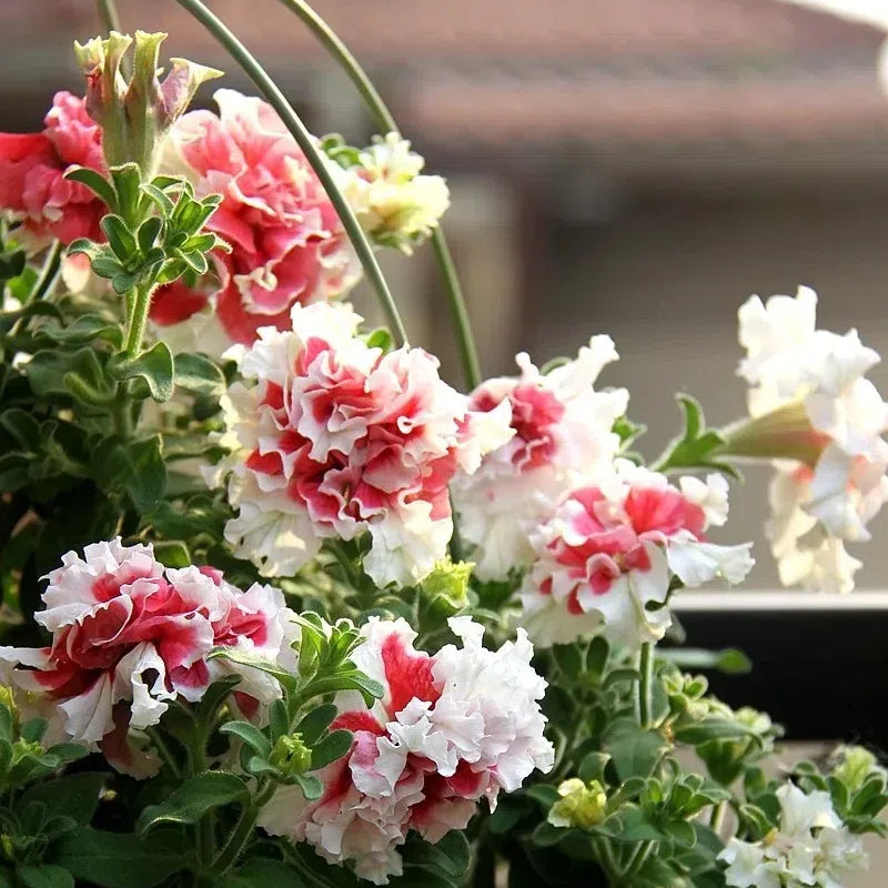 Double Petunia Seeds