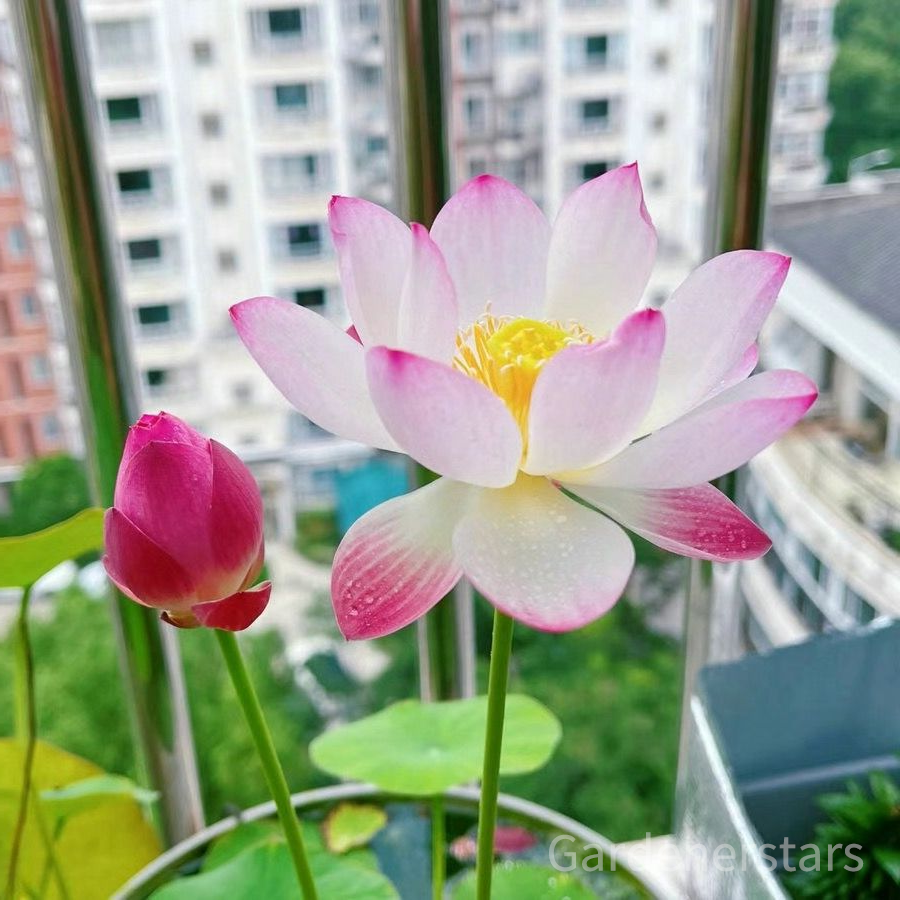 🌸[7 days germination]Last Day Up to 80% OFF💐The Sacred Bonsai Bowl Lotus Flower