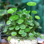 🍀Hydrocotyle Vulgaris Seeds-Copper Coin Grass