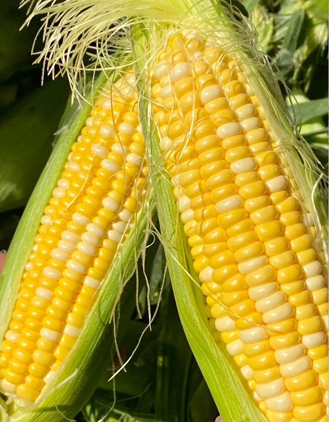 Fruit Corn Seeds for the Home Garden