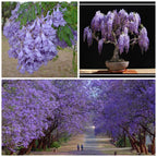 Jacaranda Seeds