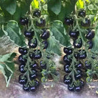 Rare Black Tomato Seeds