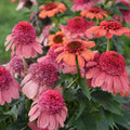 Echinacea 'Rainbow Sherbet' (Coneflower)