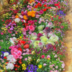 All Perennial Wildflower Seed Mix - Rainbow Garden