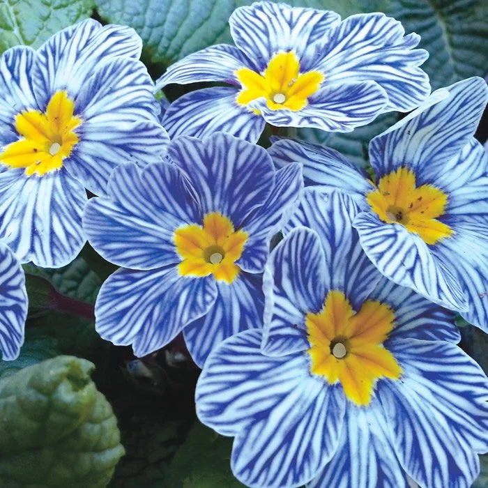 Primula Seeds Blue Zebra Primrose Seeds
