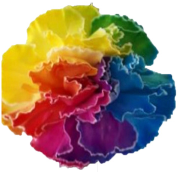 Mixed Color Carnations