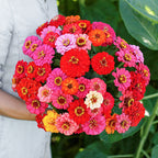 🌺Double Dwarf Zinnia Seeds