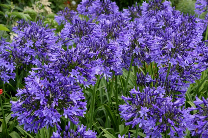 Agapanthus africanus 'Midnight Star'