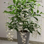 🌼Weeping Jasmine Seeds - White Jade Butterfly