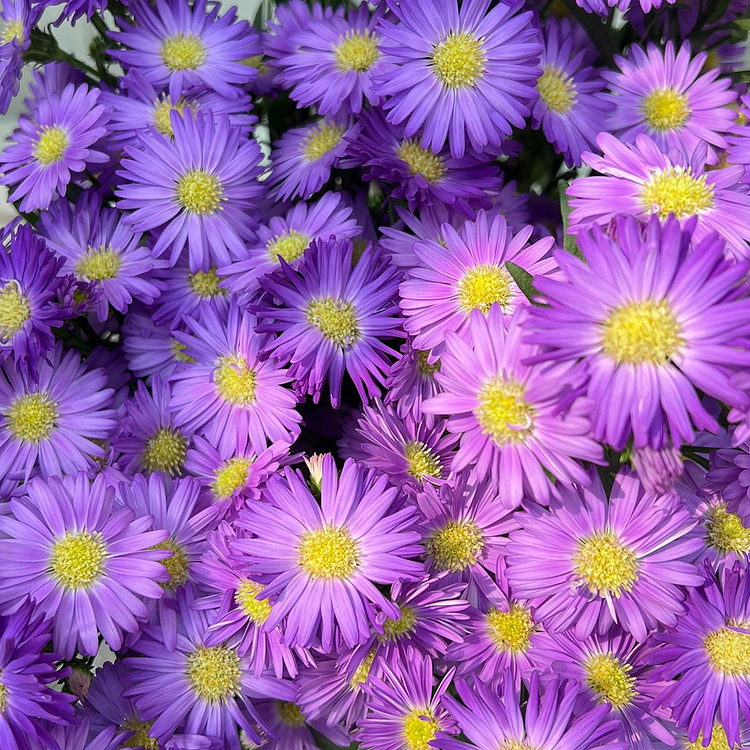 🫧Aster Seeds- Purple Dome