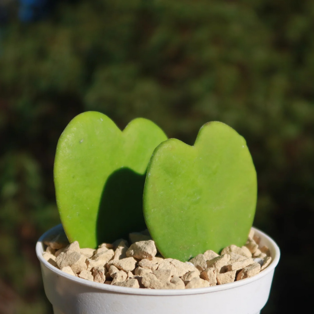 Sweetheart Hoya Seeds