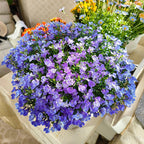 🌈Optimal Carpet Plant✨Creeping Lobelia Erinus Seeds