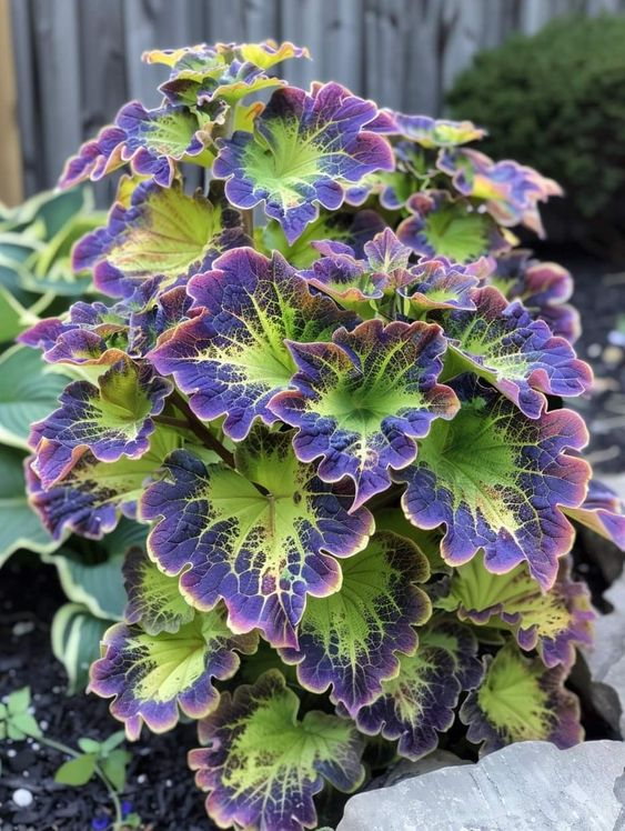🌿Frost-Resistant Rare Color Coleus – Brighten Your Space with Unique Foliage 🌿