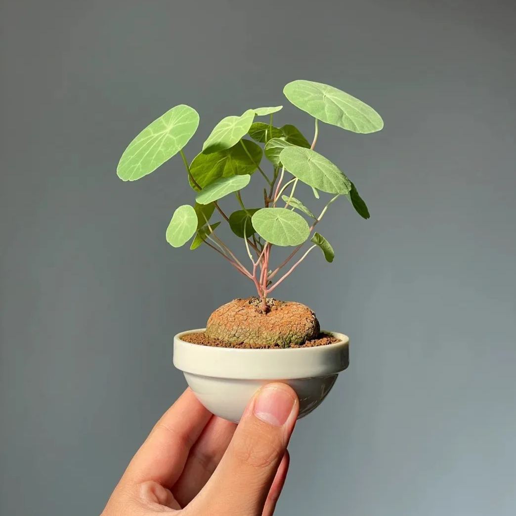 Stephania Erecta Climbing Greenery Seeds