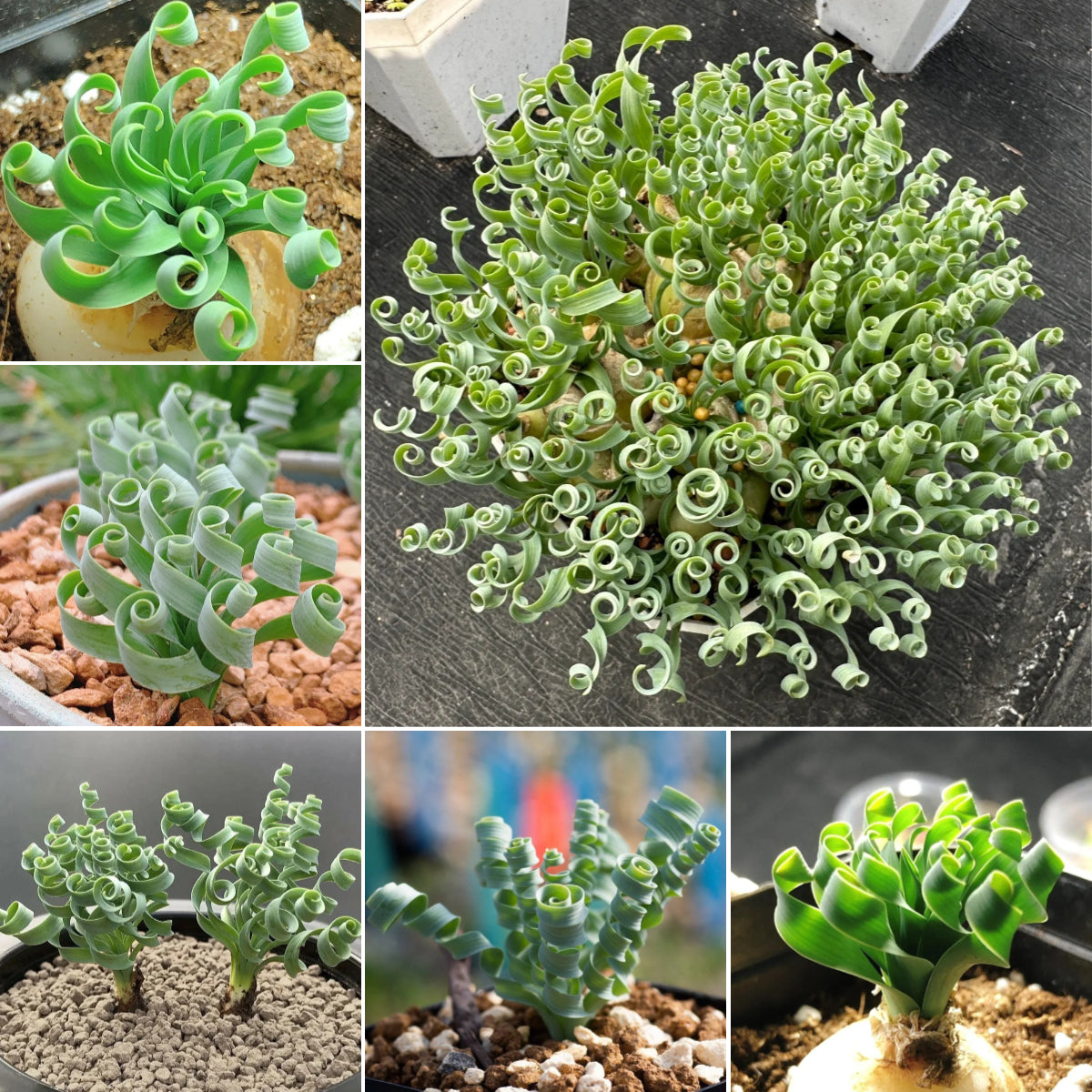 🌿Spiral Grass - Curved and Cute