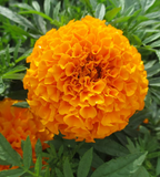 French Marigold Seeds - mixed colors - a great companion for the vegetable garden