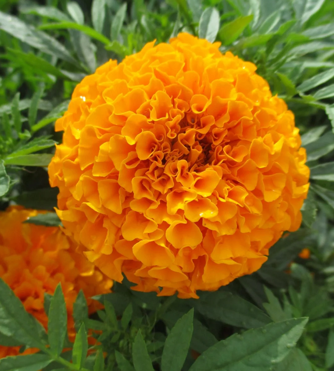 French Marigold Seeds - mixed colors - a great companion for the vegetable garden