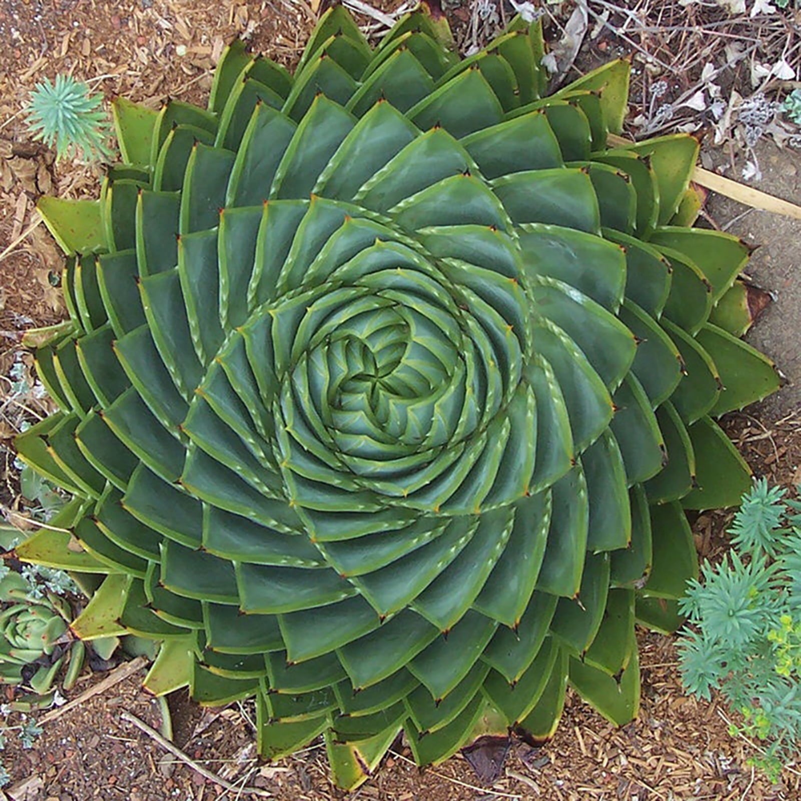 Spiral Aloe Drought Tolerant Edible