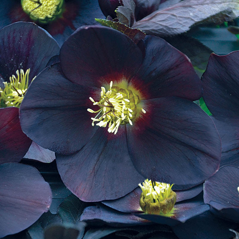 Honeymoon Hellebore Collection