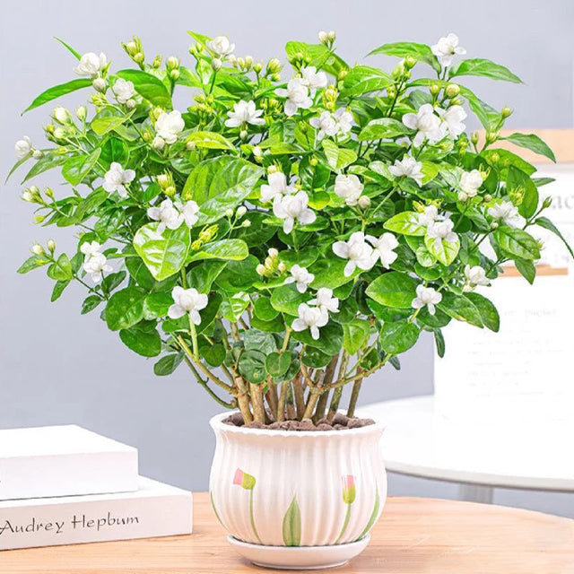 Double Jasmine Seeds