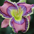 Daylily Hybrid Flowers Seed